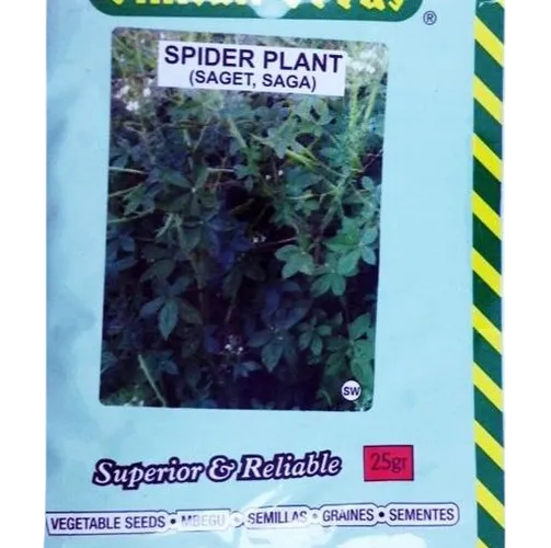 SAGET (SPIDER PLANT) 25GMS SIM