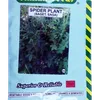 SAGET (SPIDER PLANT) 25GMS SIM