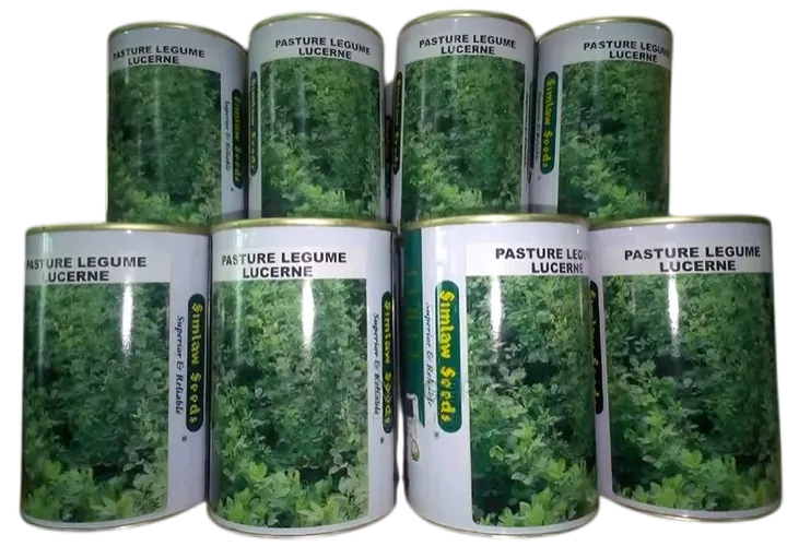 PASTURE  LUCERNE AURORA 500GMS