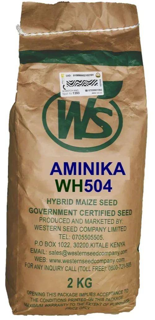 MAIZE 504 HYBRID 2KG W.SEED AMINIKA