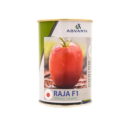TOMATO RAJA F1 5000 SEEDS