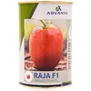 TOMATO RAJA F1 5000 SEEDS