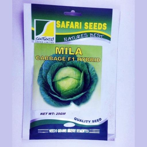 CABBAGE MILA 25GM SAFARI