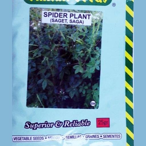 SAGET (SPIDER PLANT)  25GMS SIM