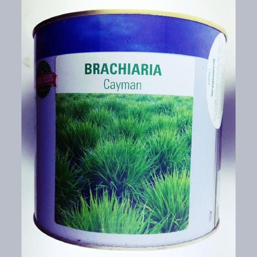 GRASS BRACHLARIA CAYMAN F1 500GMS AMIRAN