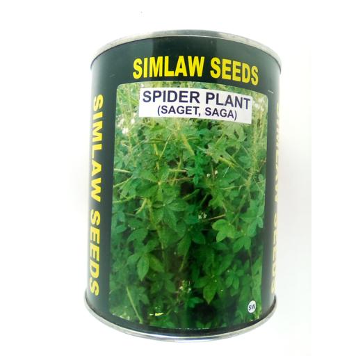 SAGET (SPIDER PLANT)  250GMS SM