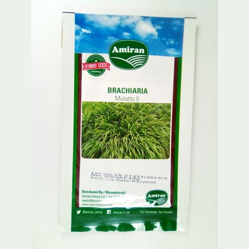 GRASS BRACHLARIA MULATO F1 10GMS AMIRAN