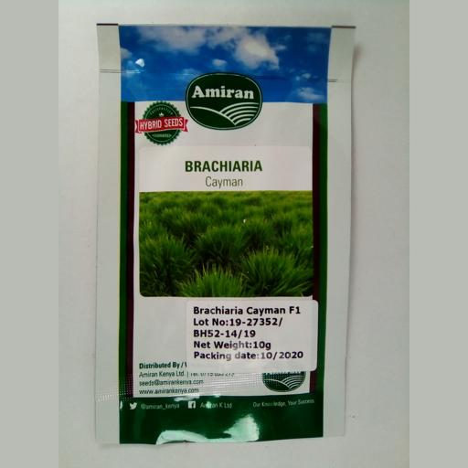 GRASS BRACHLARIA CAYMAN  F1 10GMS AMIRAN