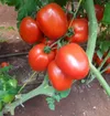 TOMATO BAWITO SAFA