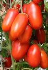 TOMATO RAJA
