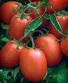 TOMATO NOUVELLE