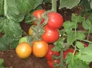 TOMATO STAR 9065