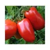 TOMATO STAR 9060