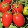 TOMATO SHANTY IMPROVED