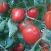 TOMATO LIVING STONE
