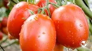 TOMATO COMMANDO