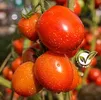 TOMATO TERSAL