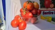 TOMATO PENDO F1