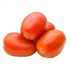 TOMATO SVTE 6653