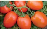 TOMATO KIBO STAR