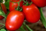 TOMATO MADIBA