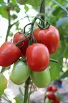 TOMATO GOLDART