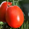 TOMATO CROWN