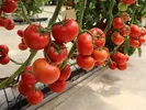 TOMATO RANA