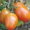 TOMATO KAUNA