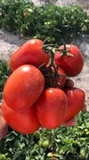 TOMATO HARMONY
