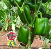 CAPSICUM GREEN GOLD