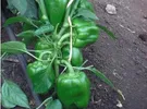 CAPSICUM MAXBELL