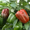 CAPSICUM CALIFORNIA