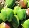 CAPSICUM ARISTO