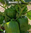 CAPSICUM MARVEL