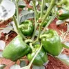 CAPSICUM GALLANT