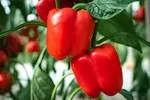 CAPSICUM RED BALTA