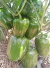 CAPSICUM KYBELL