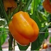 CAPSICUM ADMIRAL