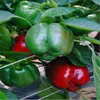 CAPSICUM COMMANDANT