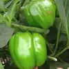 CAPSICUM INDRA