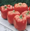 CAPSICUM RED NIGHT