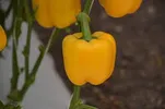CAPSICUM GOLDEN SUN