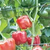 CAPSICUM RED DEER
