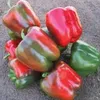 CAPSICUM HERCULES