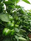 CAPSICUM PASSARELLA