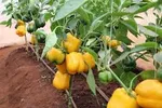 CAPSICUM KIMBO