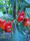 CAPSICUM TRIFECTA