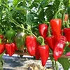 CAPSICUM ANABELL