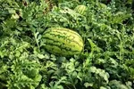 MELON SUKARI